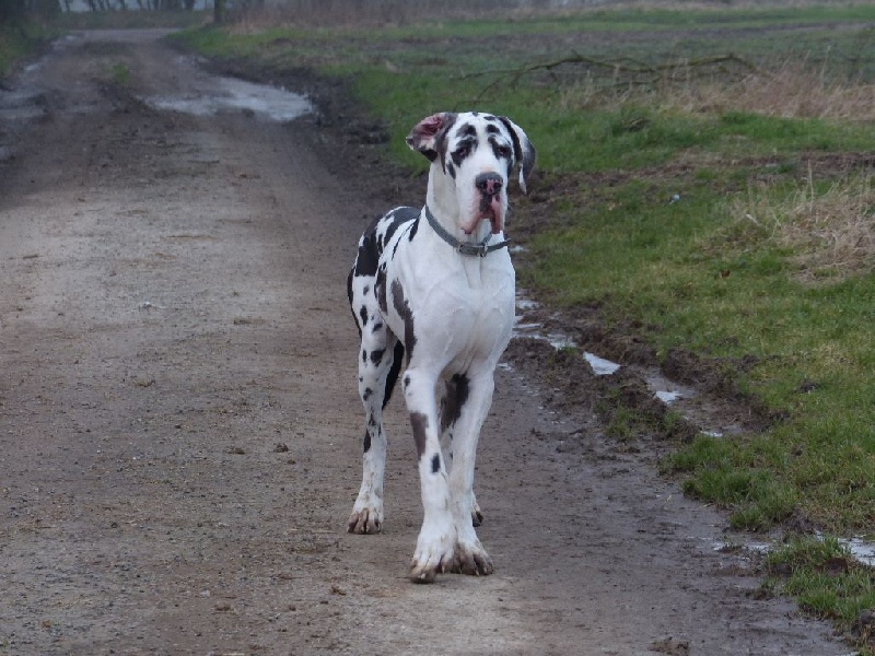 Jasper des perles d'Aphrodite