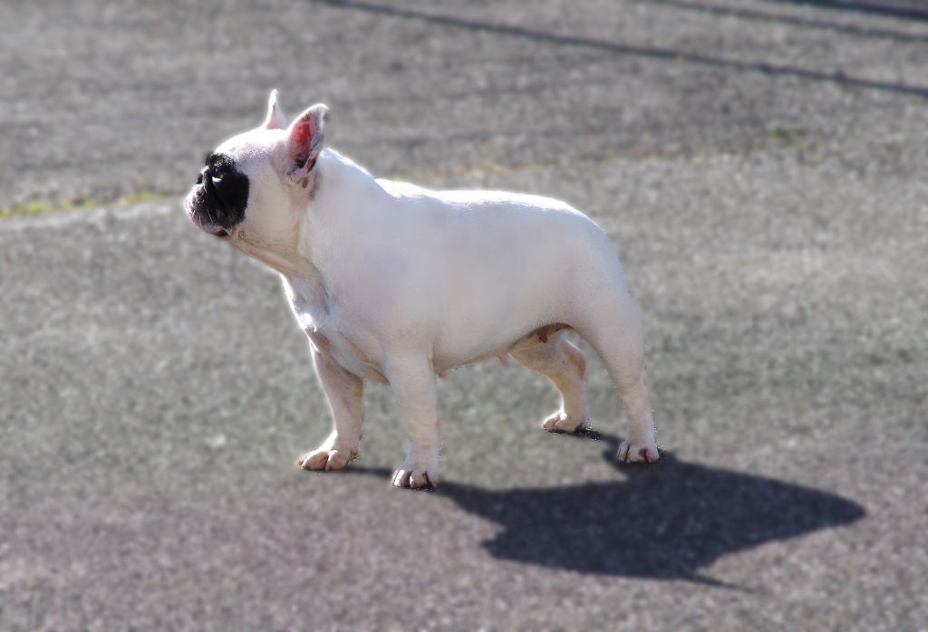Tori des perles d'Aphrodite