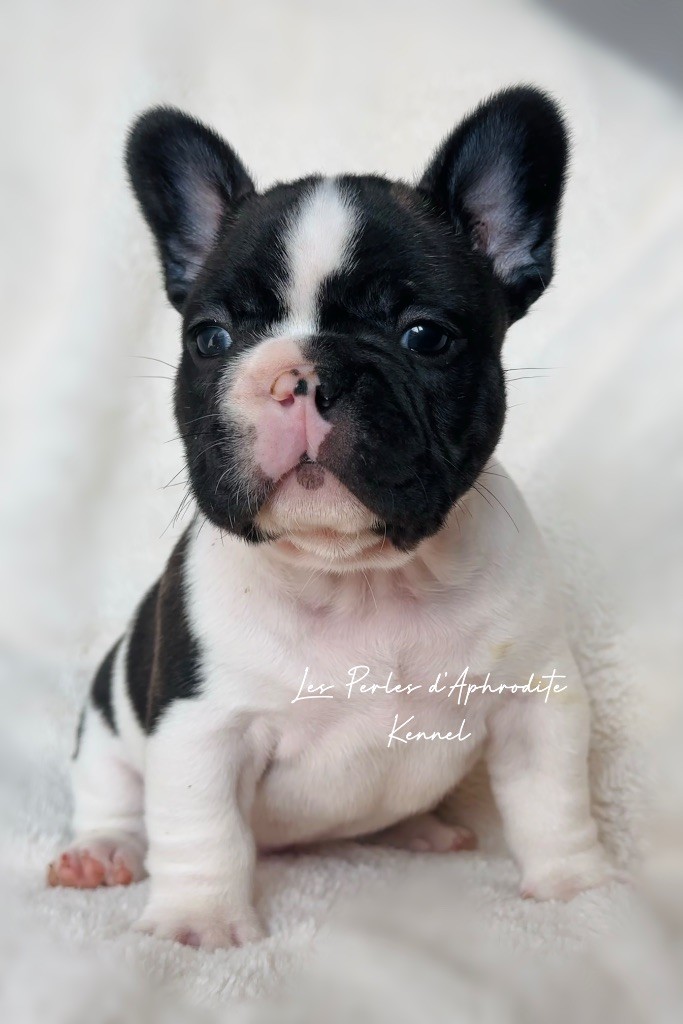 Splendides chiots disponibles 