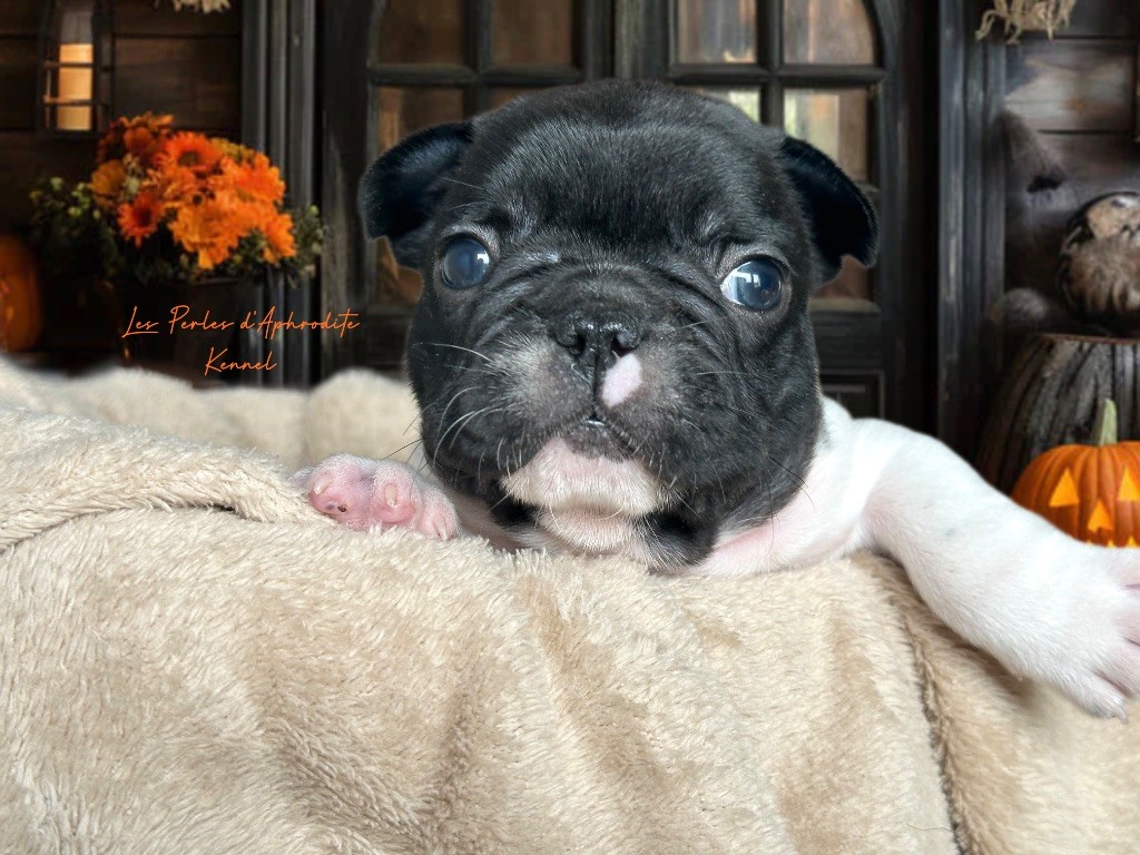 des perles d'Aphrodite - Chiots disponibles - Bouledogue français