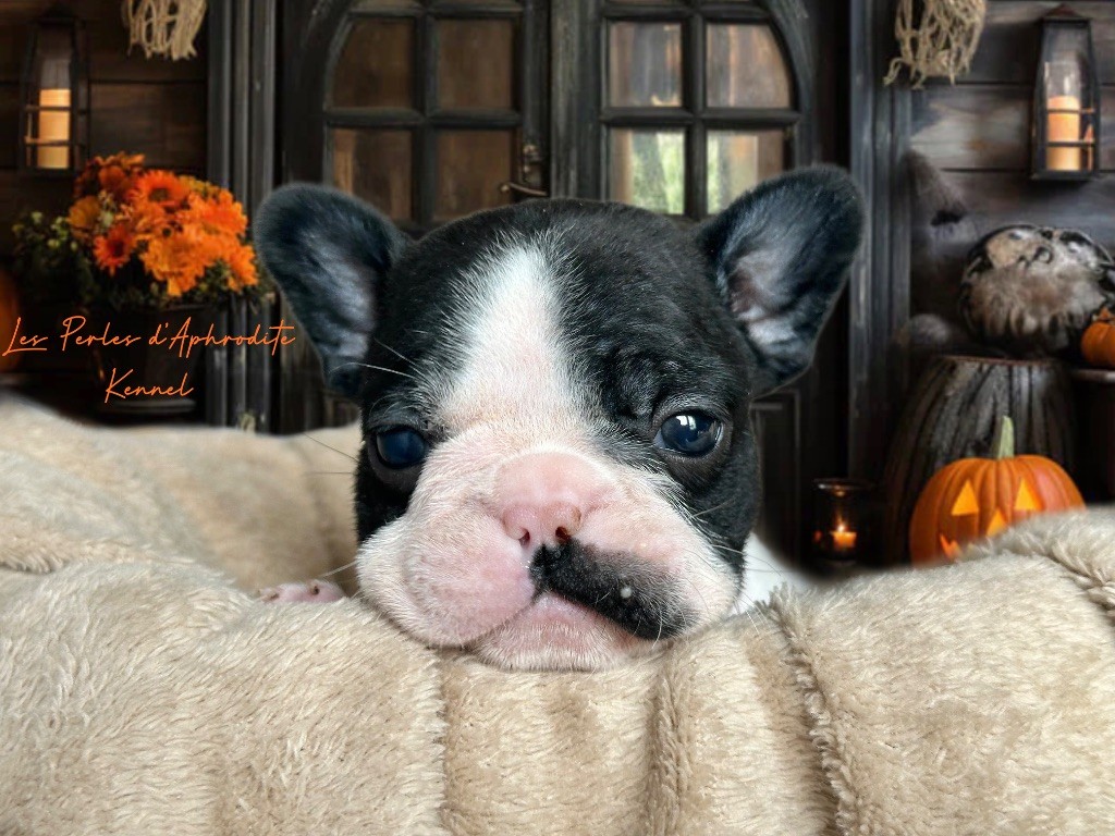 des perles d'Aphrodite - Chiots disponibles - Bouledogue français