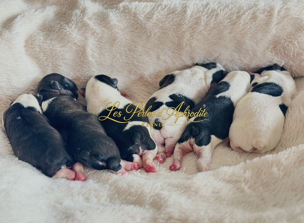 Chiot Bouledogue français des perles d'Aphrodite
