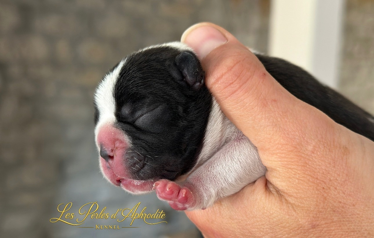 des perles d'Aphrodite - Chiots disponibles - Bouledogue français