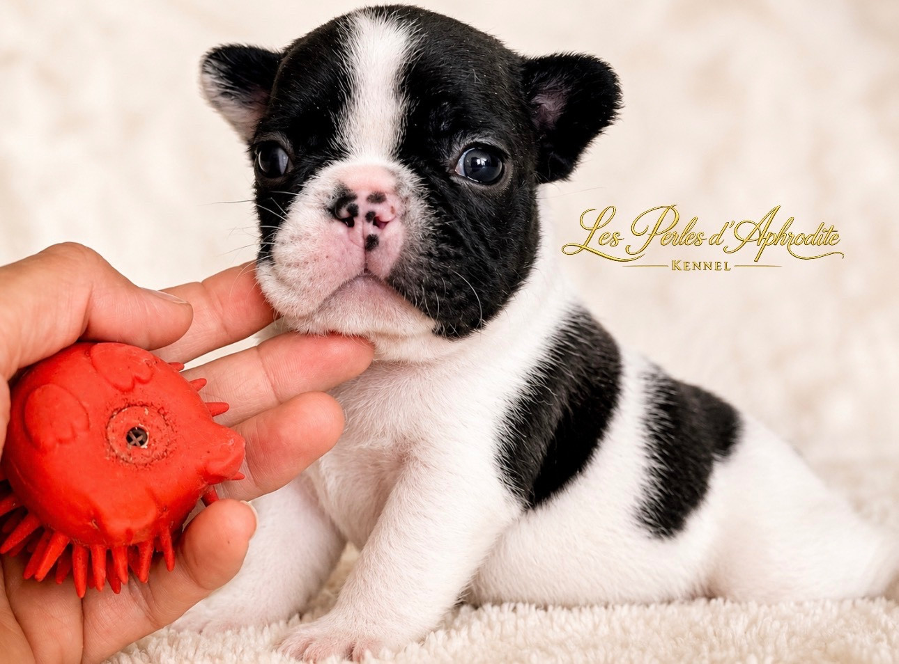 des perles d'Aphrodite - Chiots disponibles - Bouledogue français
