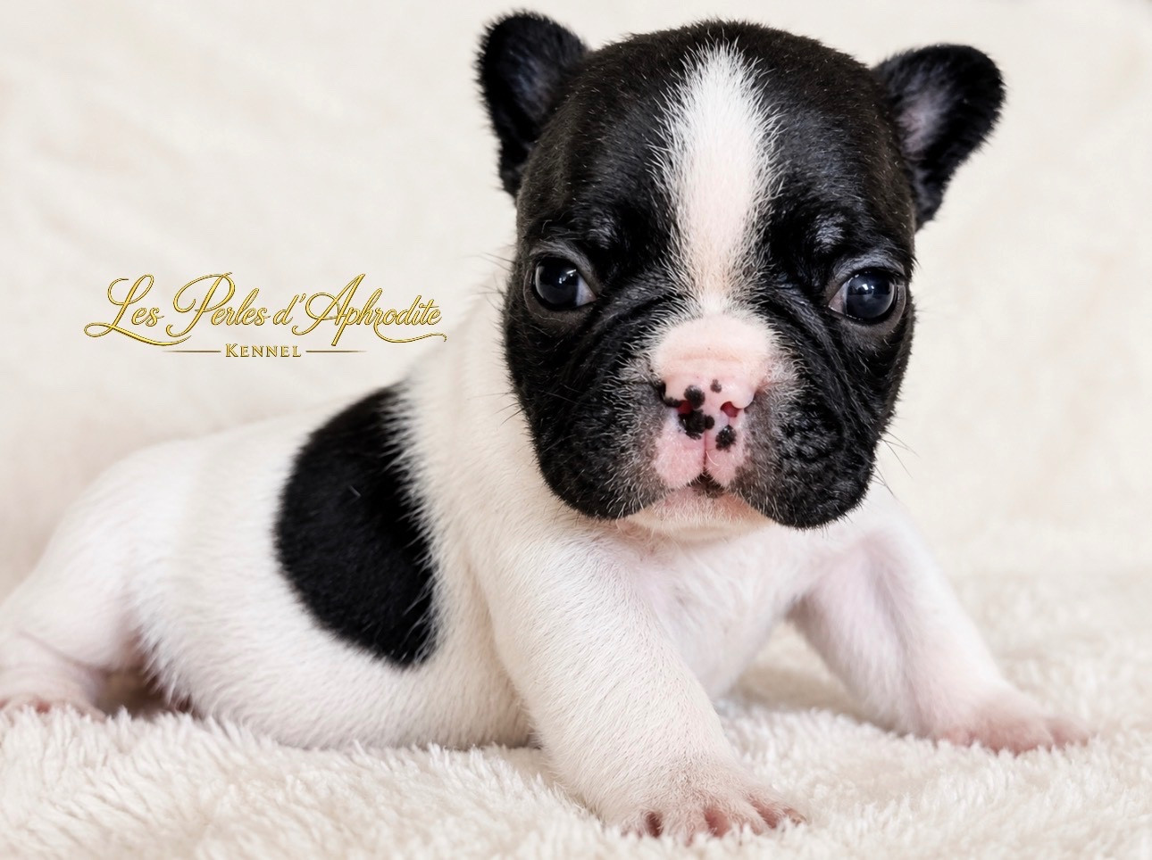 des perles d'Aphrodite - Chiots disponibles - Bouledogue français