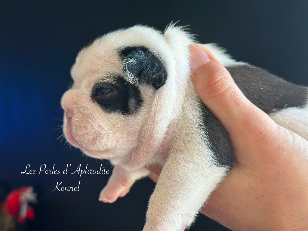 des perles d'Aphrodite - Chiots disponibles - Bouledogue français
