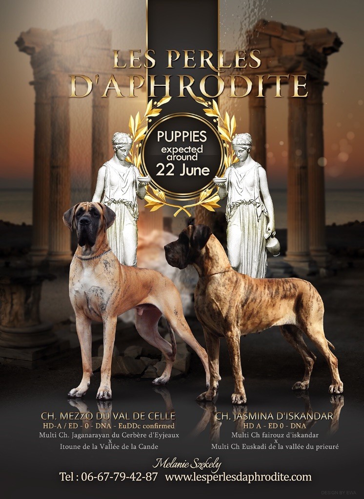 des perles d'Aphrodite - Dogue allemand - Portée née le 21/06/2018