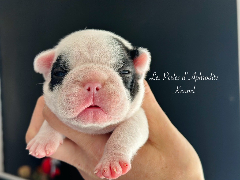 des perles d'Aphrodite - Chiots disponibles - Bouledogue français