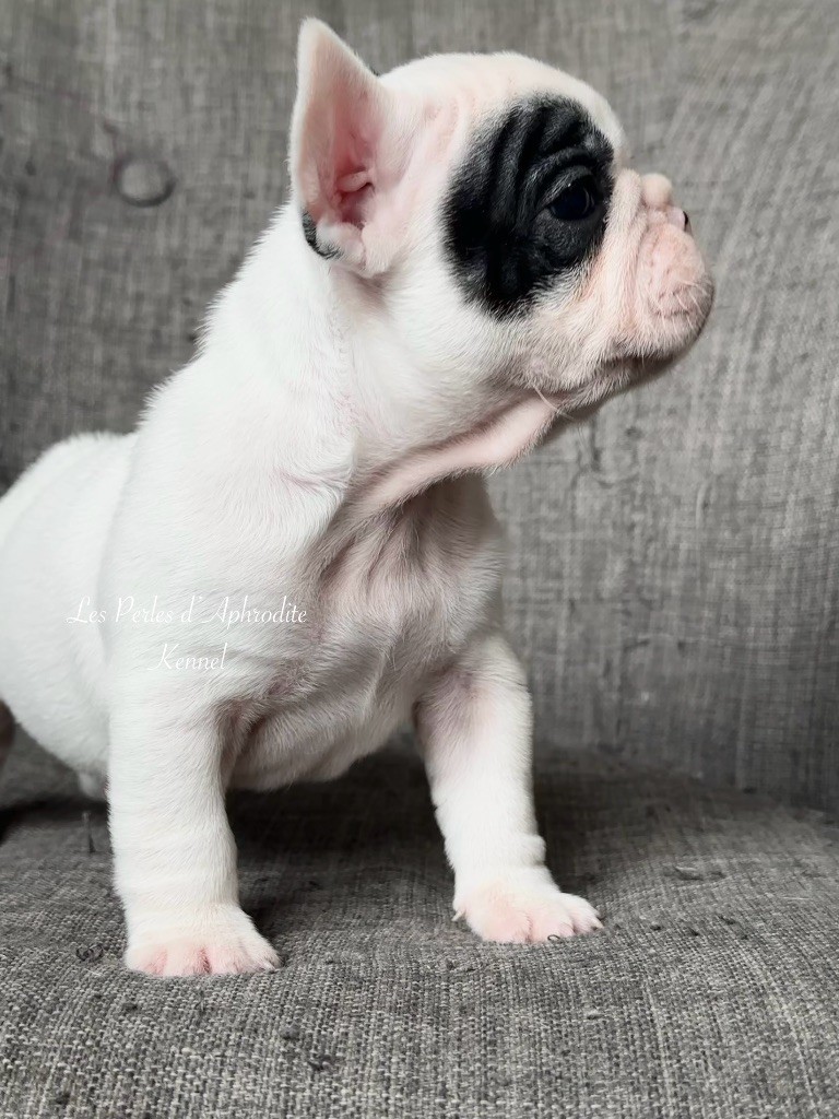 des perles d'Aphrodite - Chiots disponibles - Bouledogue français