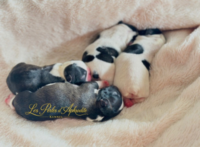 Chiot N°1