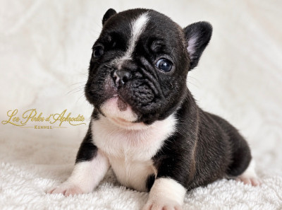 Chiot N°4