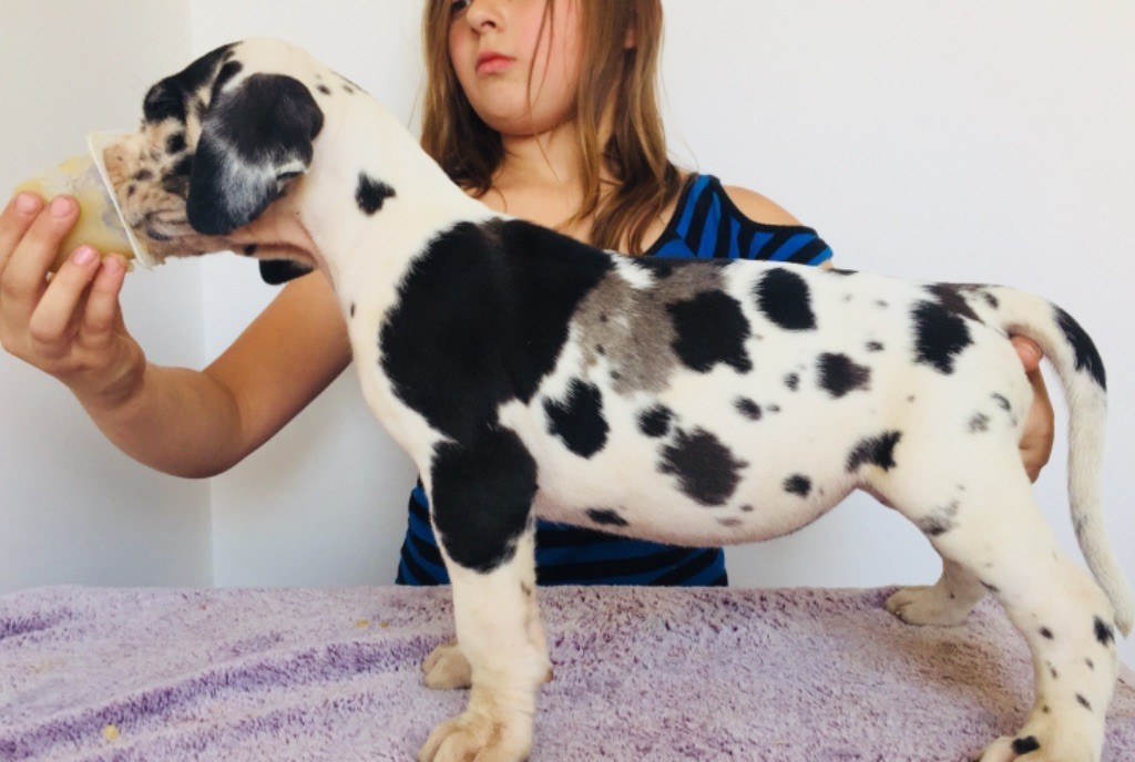 des perles d'Aphrodite - Dogue allemand - Portée née le 21/06/2019