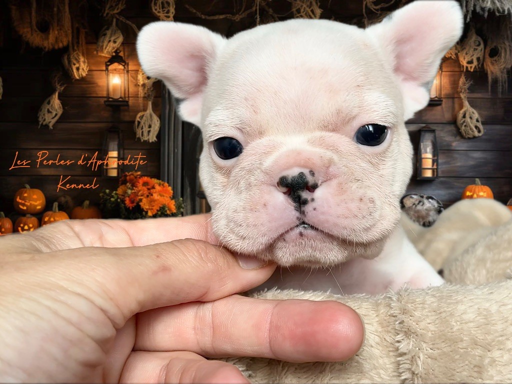 des perles d'Aphrodite - Chiots disponibles - Bouledogue français
