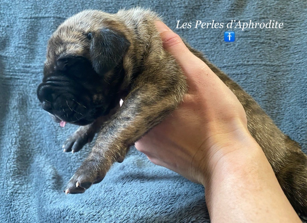 des perles d'Aphrodite - Dogue allemand - Portée née le 20/11/2020